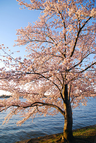 Blossom Cherry Tree
